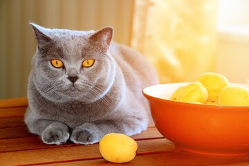 Fototapeta na wymiar A gray Scottish cat lies on a table with freshly ripened sweet apricots collected in June.