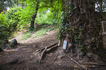 Obraz premium irish landscape, irish park