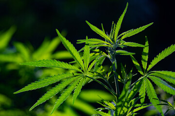 Brightly lit cannabis plants on a natural dark background. Selective focus.