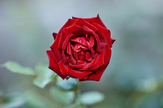 beautiful red rose macro shot