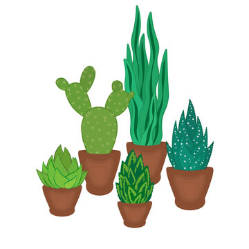 succulents and cactus in pots hand drawn vector
