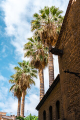 Palm Tree Leaves On Blue Sky In Downtown Barcelona City, Spain