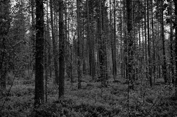 Obraz premium pine tree forest