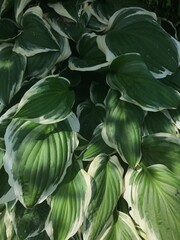 green and white hosta plant leaves