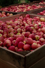 Harvest