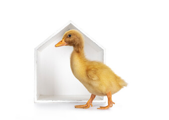 Ten day old Peking Duck chick, walking side ways in front of white wooden house shaped box. Isolated on white background.