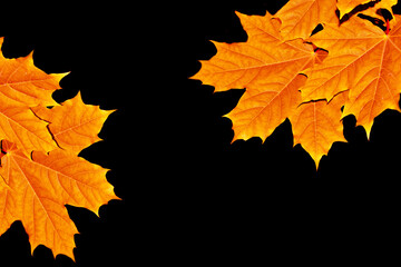 Naklejka na ściany i meble Bright colorful autumn leaves. maple