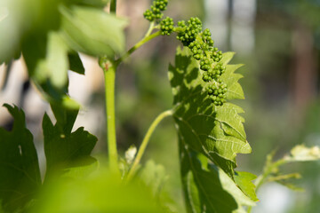 small clusters of grapes growing on branch. space for text