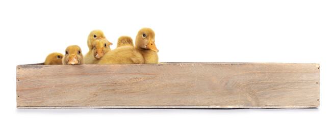 Group of ten day old Peking Duck chicks, standing /  laying in wooden box. Isolated on white background.