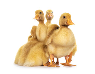 Group of ten day old Peking Duck chicks, standing close together. Looking towards camera. Isolated on white background.
