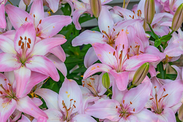 Pink lily flowers blooming in garden in summer