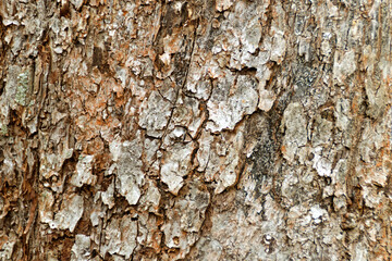 rustic dry tree bark texture background copy space