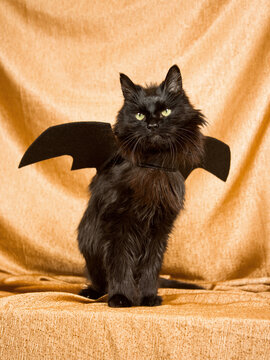Bat Cat