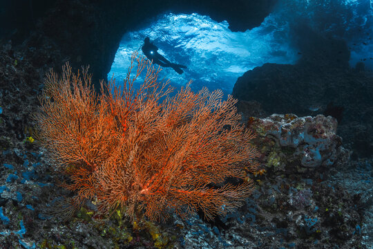 Sea fan with a diver