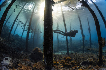 Scuba Diver Silhouette