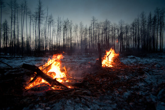 Forest fires at night -