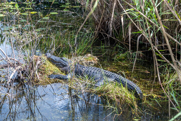 Alligator dans le Parc des Everglades, Floride
