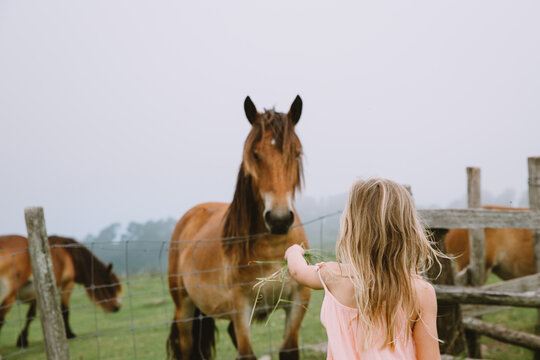 Little girl giving hay to a horse