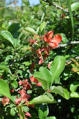 Obraz na płótnie Canvas flowers of Japanese quince