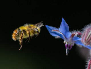 Bumble Bee (Bombus mixtus) hovering near a blue Borage flower