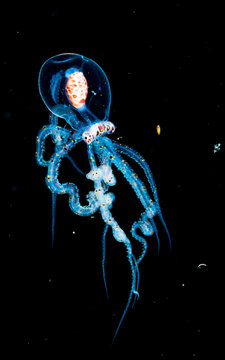 Settling Wonderpus Octopus