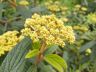 leatherleaf arrowwood also wrinkled or leatherleaf viburnum (in german Runzelblättriger Schneeball) Viburnum rhytidophyllum