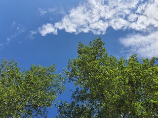 blue sky with clouds above the trees
