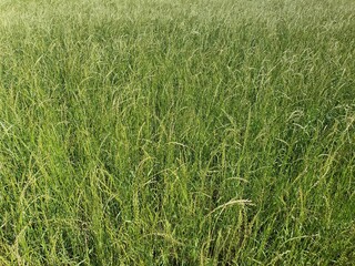 meadow grass nature background texture