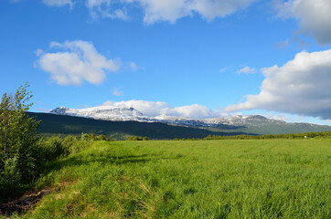 Fototapeta na wymiar green pasture, snowy mountain and blue sky