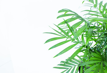 Green leaves palm isolated on white, green leaves palm from tropical. 