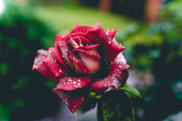 Czerwona róża po deszczu