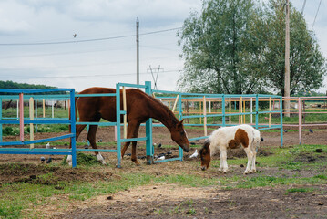 A beautiful and young pony sniffs and shows interest in the adult horses on the ranch. Animal...