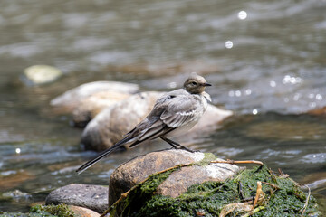 Beautiful nature scene with White wagtail (Motacilla alba)