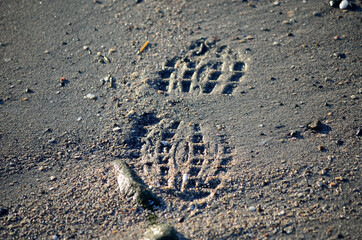 footprints on sandy wet sea shore