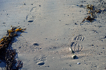 footprints on sandy wet sea shore