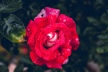 Czerwona róża po deszczu - obrazy, fototapety, plakaty