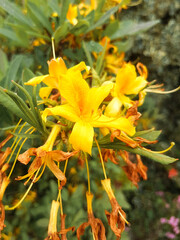 Yellow Azalea (Gelbe Azalee, Rhododendron luteum)
