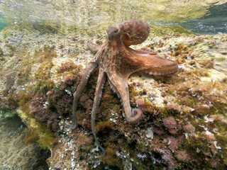 Underwater photo of small octopus sitting on top of tropical coral reef © aerial-drone
