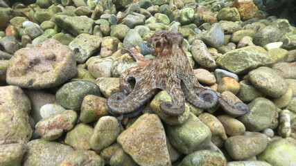 Underwater photo of small octopus sitting on top of tropical coral reef