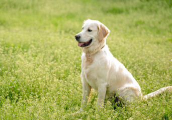 Happy golden retriever on blooming field