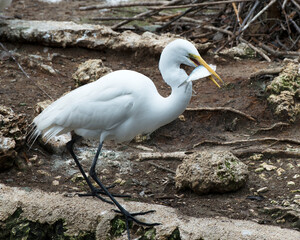 Great White Egret Stock Photo.  Great White Egret with a fish in its beak flying over the water displaying spread wings, head, eye, neck, long black legs, in its environment and surrounding.