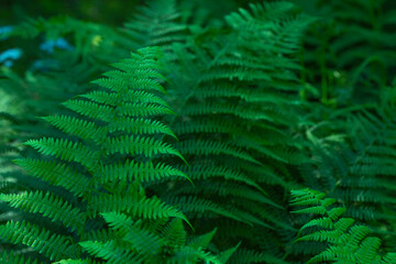 Fototapeta na wymiar Growing green leaves of fern closeup in the forest.