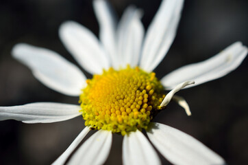 oxeye daisy in summer sun