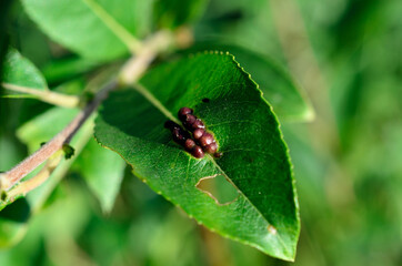 small green leaf infected with brown blisters macro photo