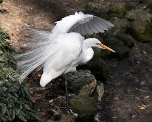 Great White Egret bird Stock Photo.  Image. Portrait. Picture. White feathers plumage. Fluffy plumage. Beautiful bird.