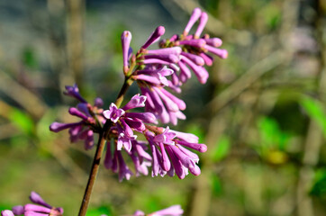 vibrant common lilac flower in summer sun
