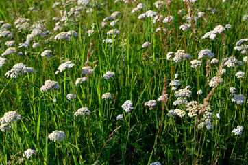 field of white wildflowers in summer
