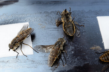 horse-fly,gad fly,clegg,klegg caught on fly paper under extreme invasion in summer macro photo
