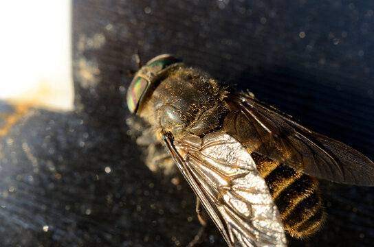horse-fly,gad fly,clegg,klegg caught on fly paper under extreme invasion in summer macro photo
