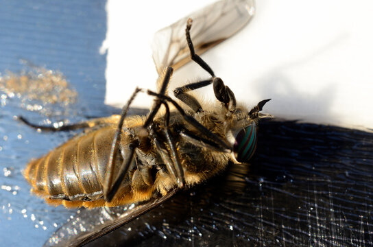 horse-fly,gad fly,clegg,klegg caught on fly paper under extreme invasion in summer macro photo